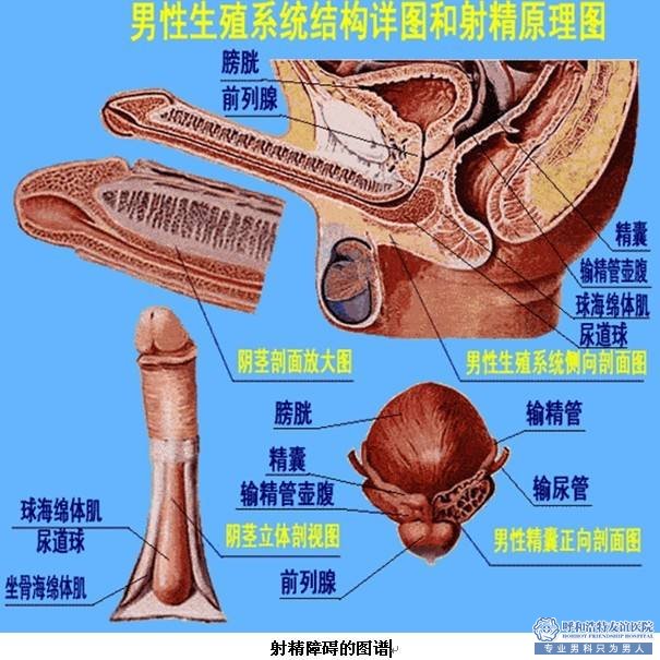 包皮手术后多久可以痊愈